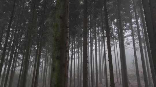 贵州冬季森林里的雾