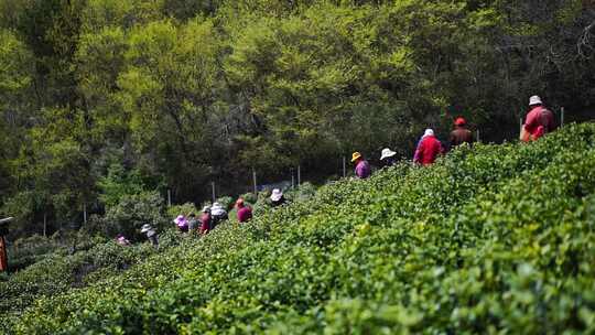 茶叶 茶 品茶 采茶制茶 茶山 摘茶