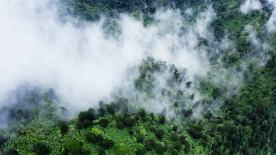 云雾中的森林