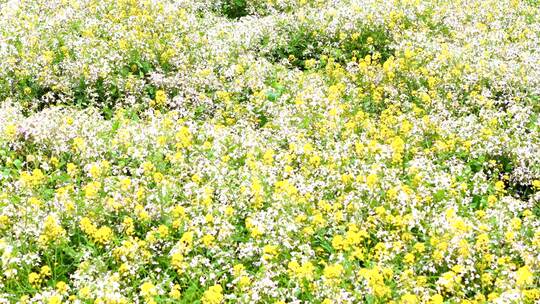 4K航拍彩色油菜花花田