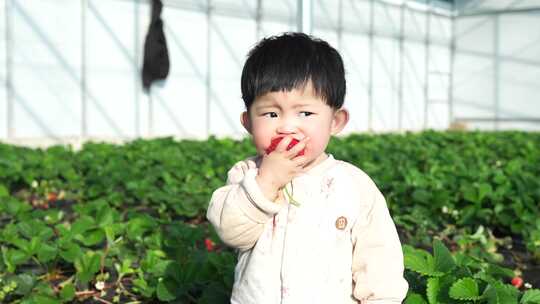 小孩在草莓地 幼儿在草莓地玩耍