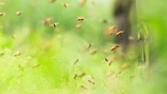 春天的田野里养蜂场蜜蜂飞舞唯美特写慢镜头