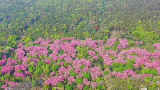 苏州米堆山樱花航拍