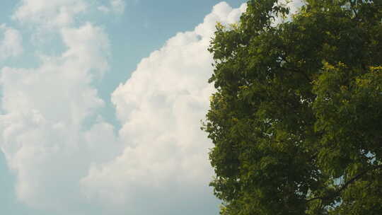 夏天蓝天白云绿树微风静谧