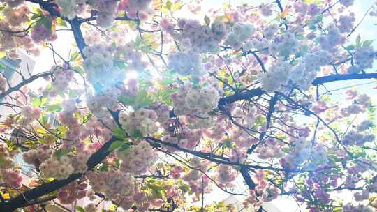 （4k合集）春天阳光下的樱花花朵花瓣