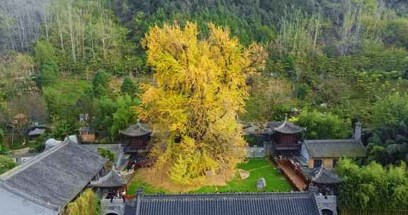 航拍古观音禅寺千年银杏树