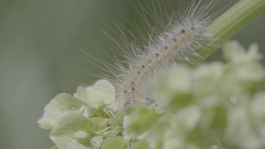 毛毛虫啃食植物LOG视频素材模板下载