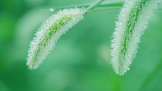 雨中带水珠的野草