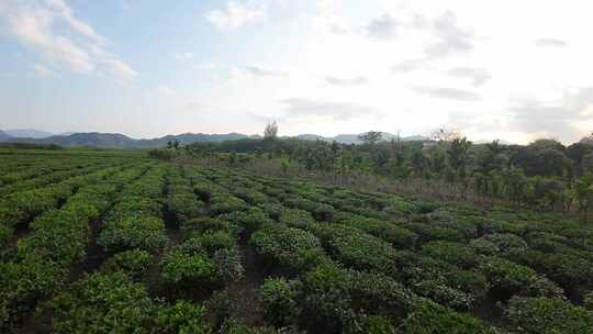 茶园穿越机航拍风光