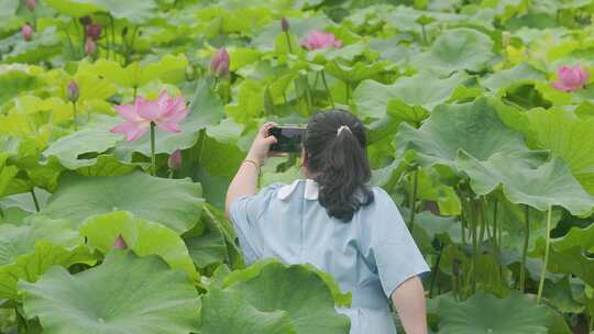 莲香四溢：游客与蜜蜂的莲花园打卡记