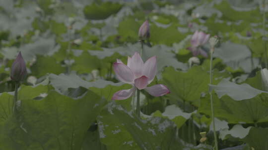 夏日池塘荷塘荷花随风摇摆索尼pp8