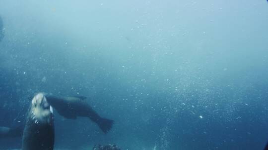 海里游泳的海豹