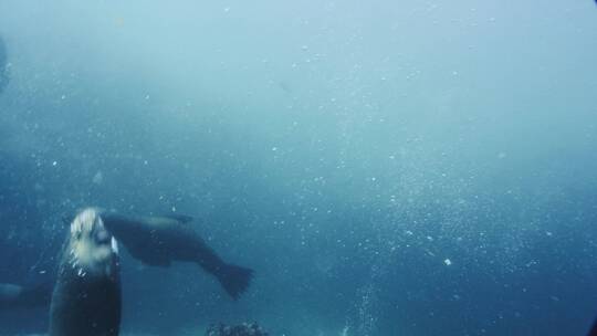 海里游泳的海豹视频素材模板下载