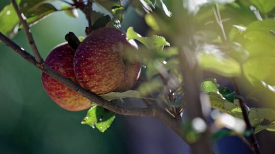树枝上成熟的苹果视频素材模板下载