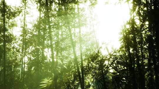 4K-阳光照进竹林的近景