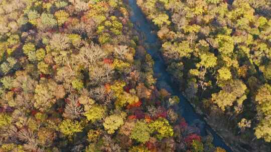 航拍东北秋季多彩森林与河流视频素材模板下载