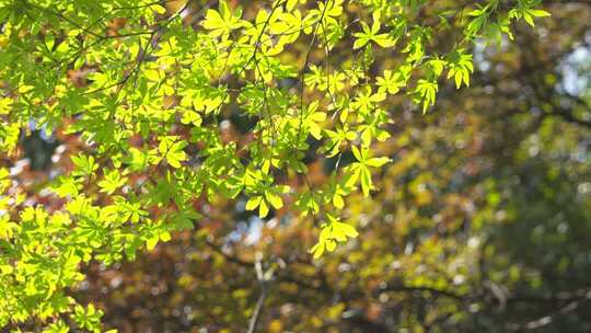 植物 绿色 森林 户外 治愈 自然 大自然