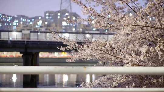 城市樱花街道傍晚樱花