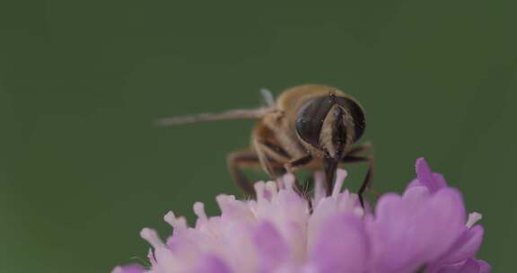 悬停苍蝇，花苍蝇，Syrphid苍蝇，昆