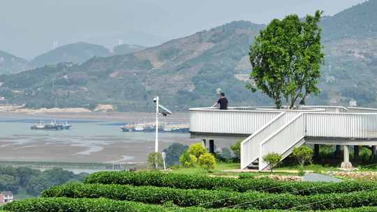 航拍福建宁德福鼎茶山白茶祖地