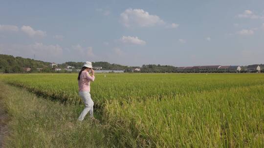 秋天的乡村稻田自然风光4k