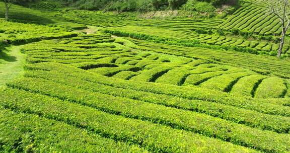 种植园，梯田，茶，绿色