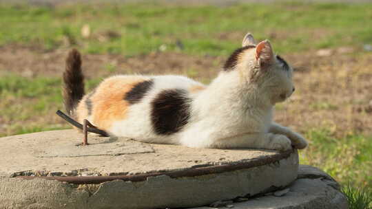 春天流浪猫花猫坐在井盖上