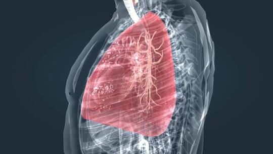 肺部 肺 呼吸系统 支气管 深呼吸 动画