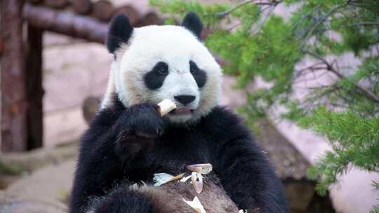 大熊猫吃竹笋视频素材模板下载
