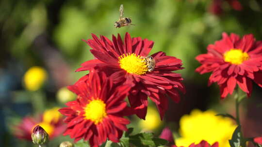 鲜花蝴蝶蜜蜂  昆虫