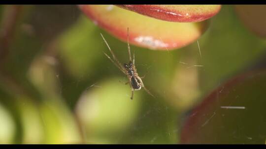 小蜘蛛在多汁植物上的宏观摄影