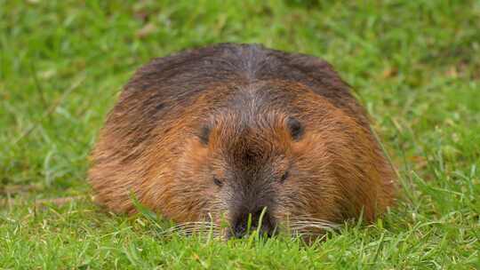 海狸鼠、食草动物、Coypu、啮齿动物