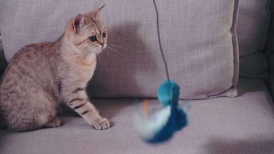 在客厅沙发逗猫金渐层幼猫玩耍