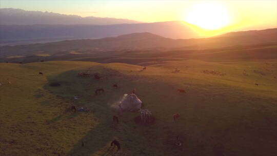 新疆伊犁牧场 日出 牧民小屋 牧民放牧 牛群