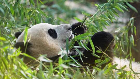 懒洋洋的大熊猫躺着吃竹子