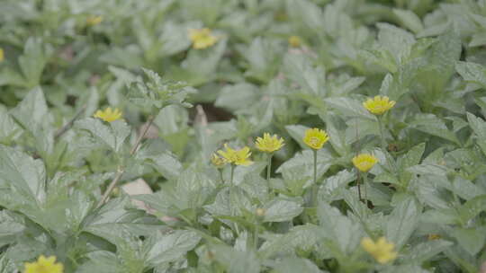 鲜花盛开蟛蜞菊4K超清视频