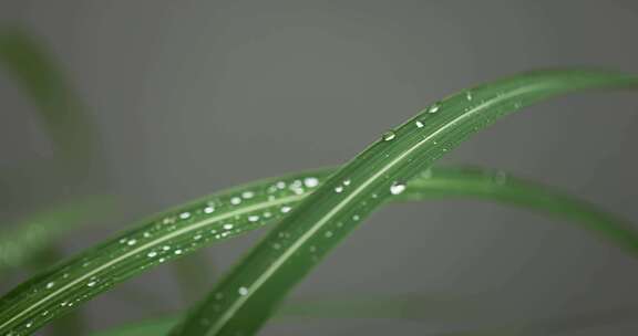 下雨天挂着水珠的绿叶微距特写
