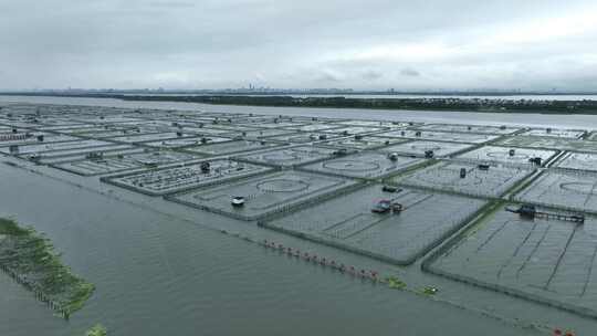 航拍苏州阳澄湖大闸蟹蟹田养殖阳澄湖风光