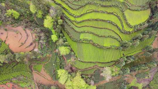 大山里的绿色茶园美景景色航拍