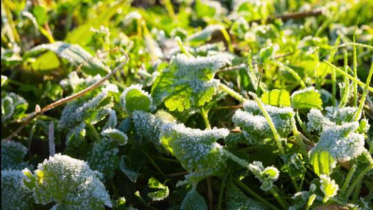 万物复苏冰雪融化延时视频素材模板下载