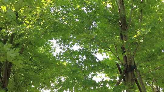 城市绿化夏日阳光树枝树叶植物鲜花实拍