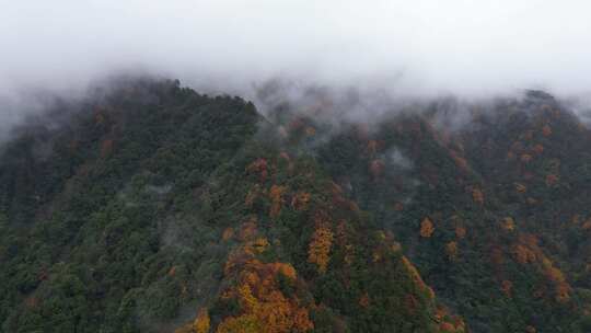 漫山红叶巴中光雾山附近