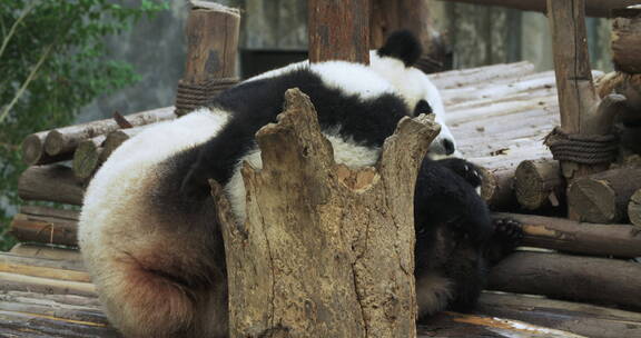 国宝大熊猫一家在一起玩耍萌萌哒熊猫幼崽