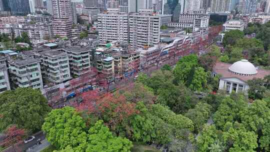 航拍广州陵园西路木棉花