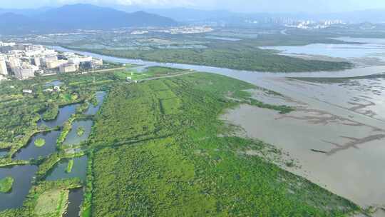 红树林高空航拍