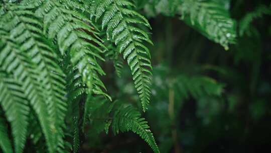 【正版素材】春天植物