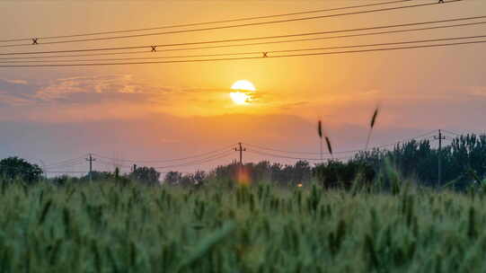 麦田夕阳全景