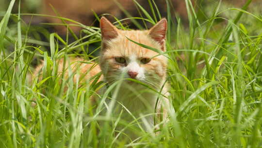 春天草丛中一只警惕的橘猫