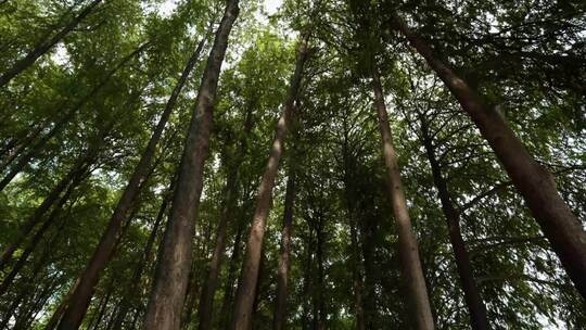 发光氛围空镜阳光森林远古森林麓湖公园