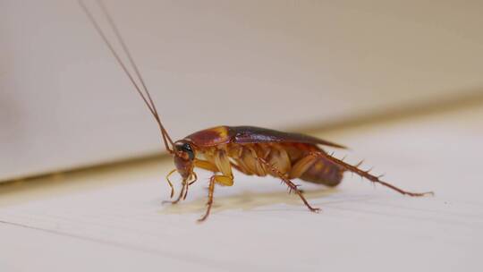 地板上棕色蟑螂的特写镜头视频素材模板下载
